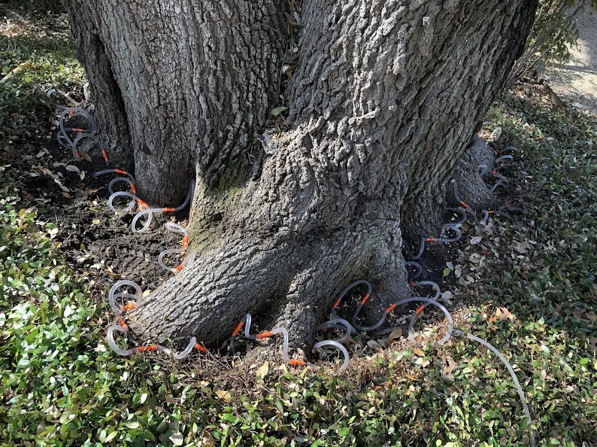 Detailed Tree Cabling and Bracing job site in Edgefield