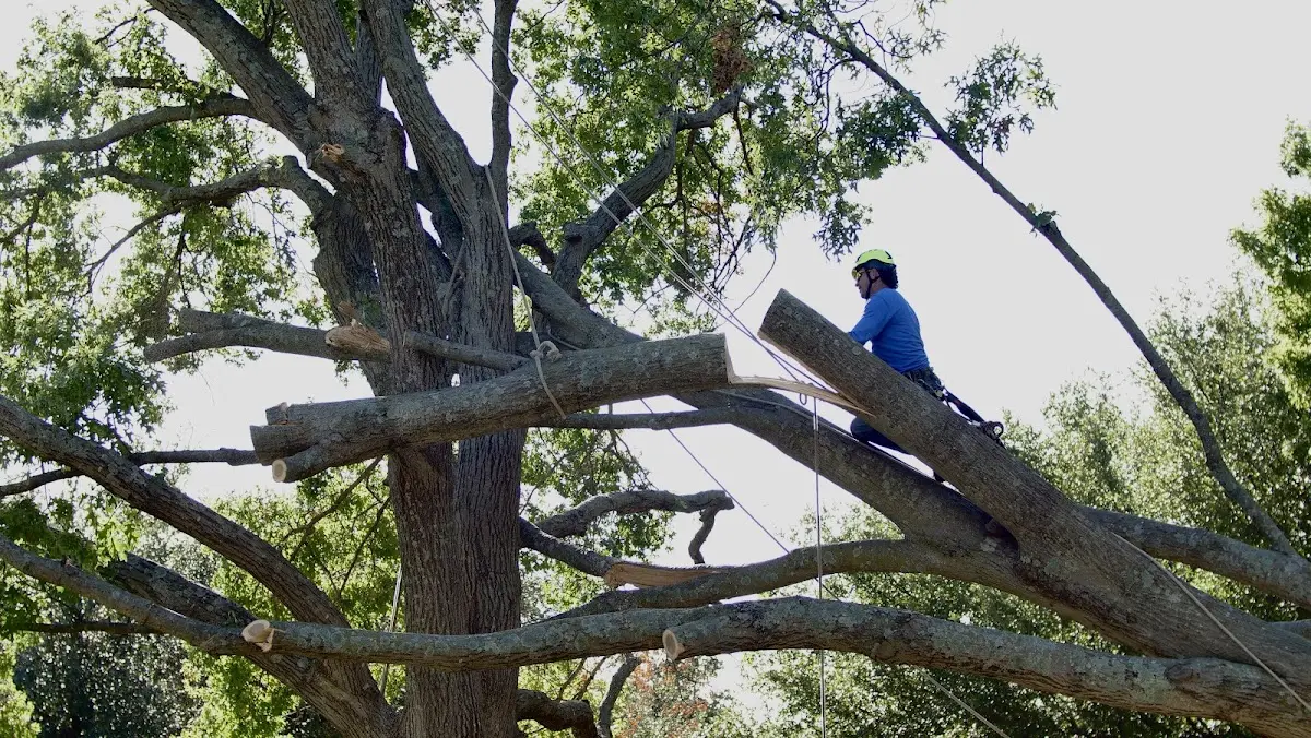 Professional Crown Thinning performed by certified arborists in Edgefield