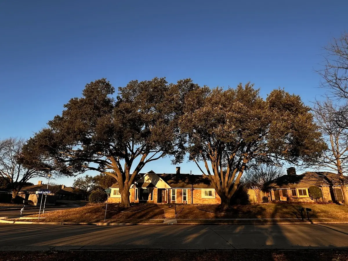 Established residential canopy tree shading a home in Edgefield